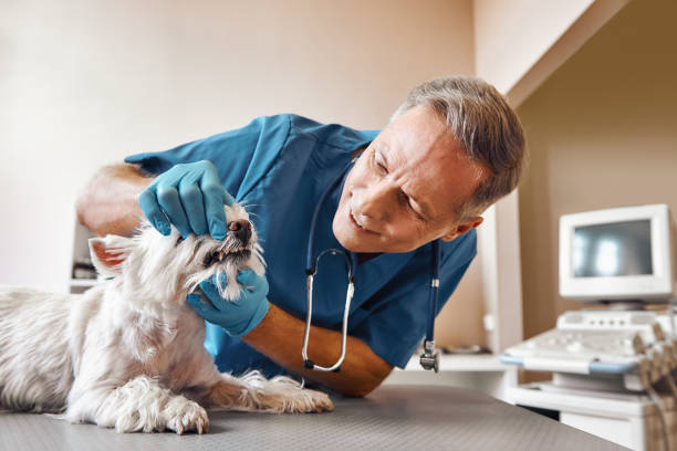Best Walk-In Emergency Dentist in White Marsh, MD